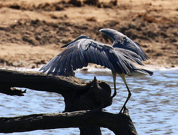 Grey heron - Timbavati - South Africa
