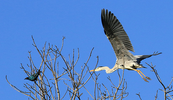 Grey heron - Londolozi game reserve