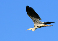Grey heron - Londolozi game reserve