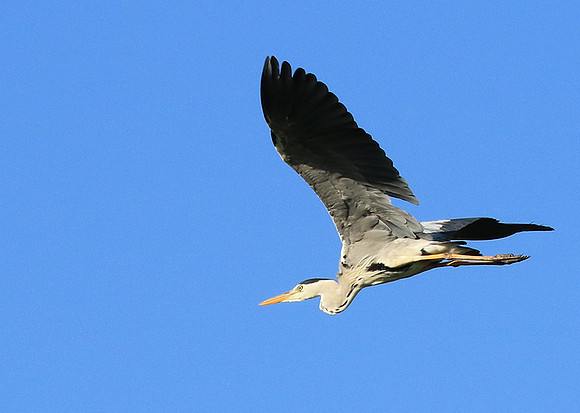 Grey heron - Londolozi game reserve