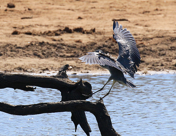 Grey heron - Timbavati - South Africa