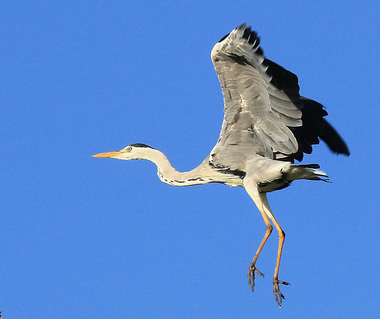 Grey heron - Londolozi game reserve