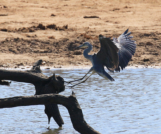 Grey heron - Timbavati - South Africa