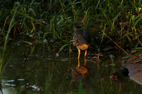 Green-backed heron at Sabi Sand