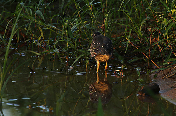 Green-backed heron at Sabi Sand