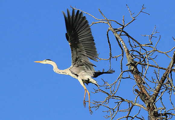 Grey heron - Londolozi game reserve