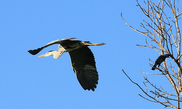 Grey heron - Londolozi game reserve