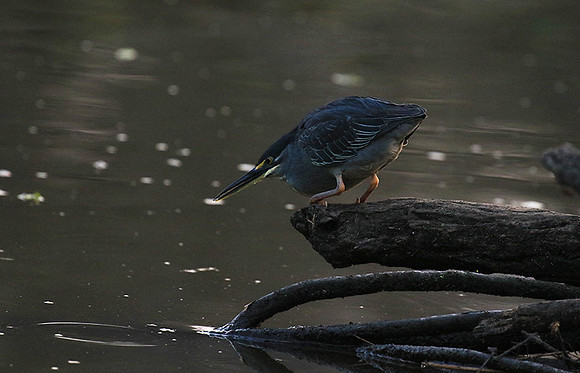 Green-backed heron - Singita Lebombo
