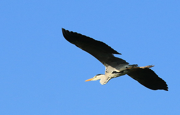 Grey heron - Londolozi game reserve