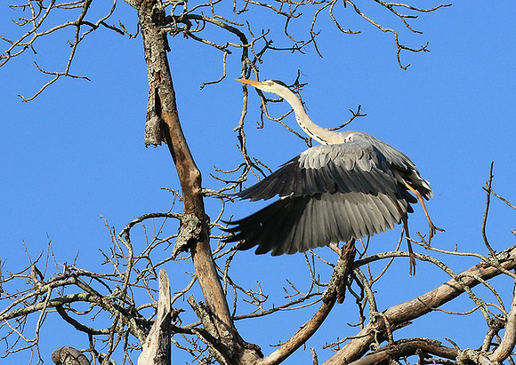 Grey heron - Londolozi game reserve