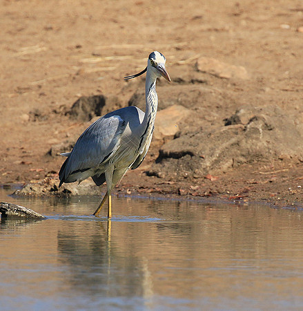 Grey heron - Kruger Park