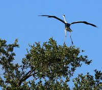 Grey heron - Londolozi game reserve