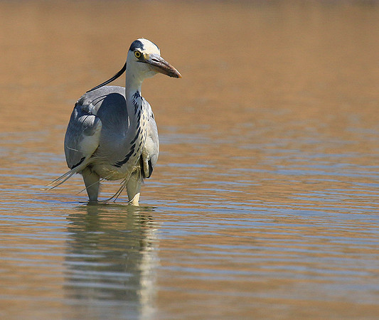 Grey heron - Kruger Park