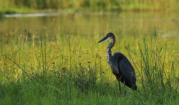 Goliath heron at Sabi Sand