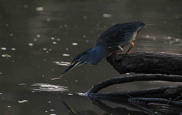 Green-backed heron - Singita Lebombo