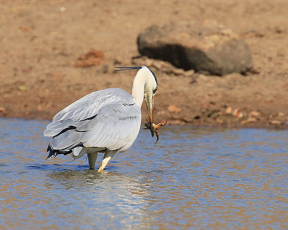 Grey heron - Kruger Park