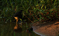 Green-backed heron at Sabi Sand