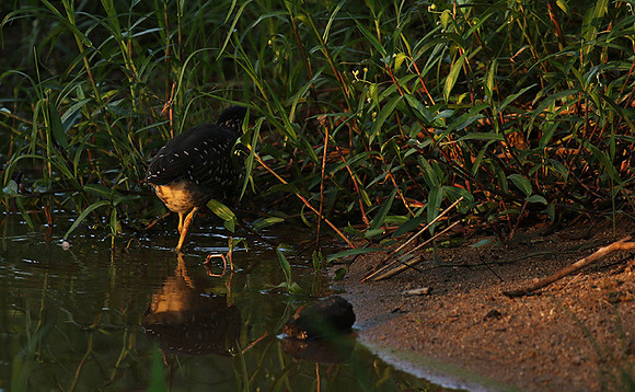 Green-backed heron at Sabi Sand