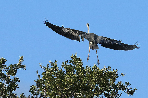 Grey heron - Londolozi game reserve