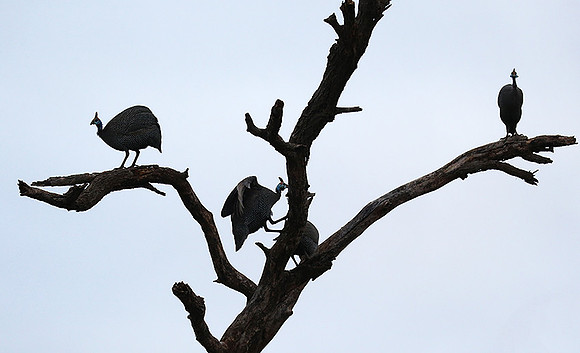 Meru NP