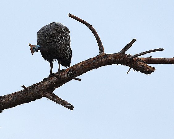 Meru NP