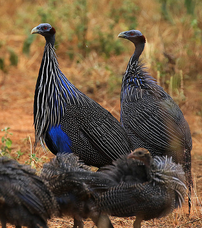 Vulturine guineafowls - northern Kenya