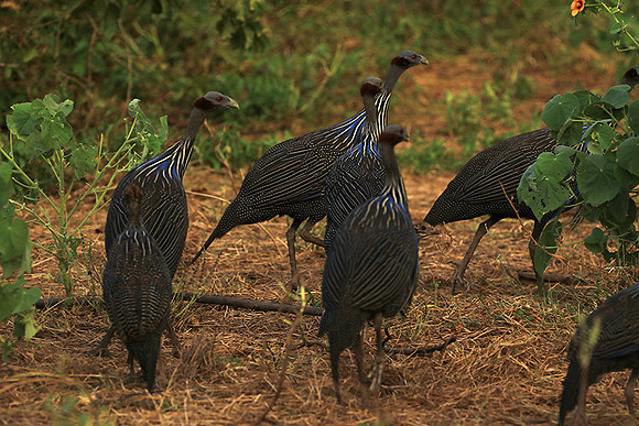 Vulturine guineafowls - northern Kenya