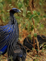 Vulturine guineafowls - northern Kenya