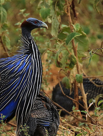 Vulturine guineafowls - northern Kenya