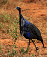 Vulturine guineafowls - northern Kenya