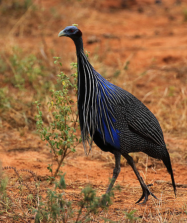 Vulturine guineafowls - northern Kenya