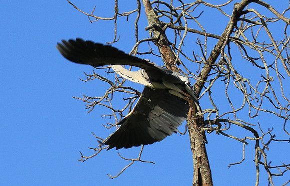 Grey heron - Londolozi game reserve