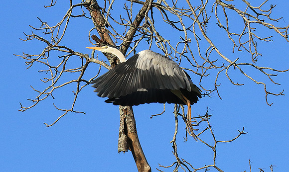 Grey heron - Londolozi game reserve