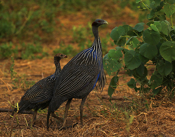 Vulturine guineafowls - northern Kenya