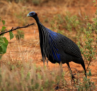 Vulturine guineafowls - northern Kenya