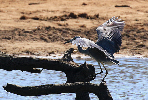 Grey heron - Timbavati - South Africa