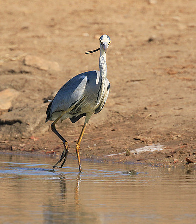 Grey heron - Kruger Park