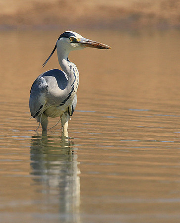 Grey heron - Kruger Park
