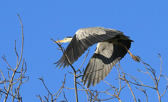 Grey heron - Londolozi game reserve