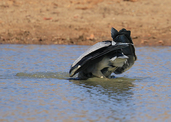 Grey heron - Kruger Park