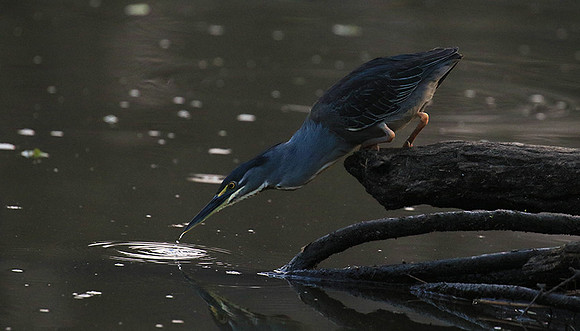 Green-backed heron - Singita Lebombo