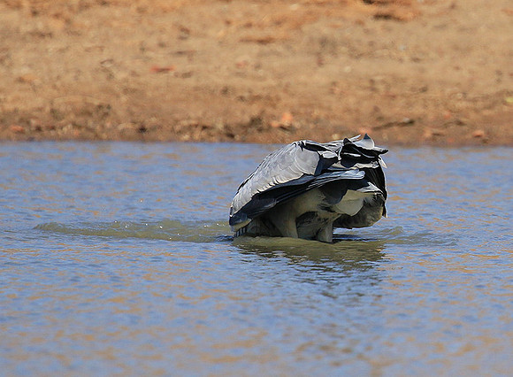 Grey heron - Kruger park