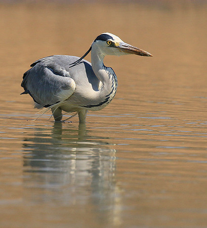 Grey heron - Kruger Park