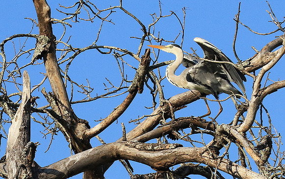 Grey heron - Londolozi game reserve