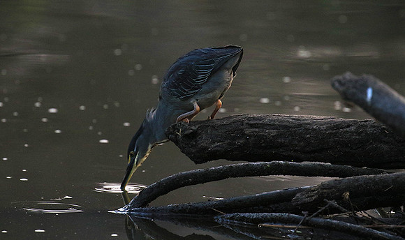 Green-backed heron - Singita Lebombo