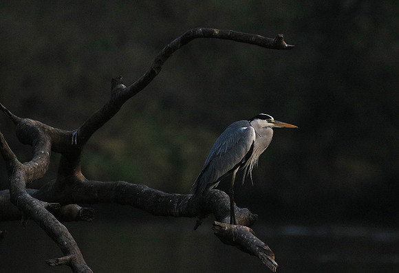 Grey heron - Kruger Park
