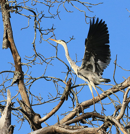 Grey heron - Londolozi game reserve