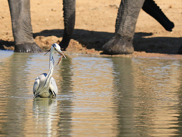 Grey heron - Kruger Park