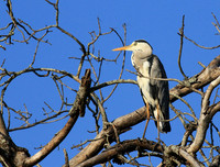 Grey heron - Londolozi game reserve