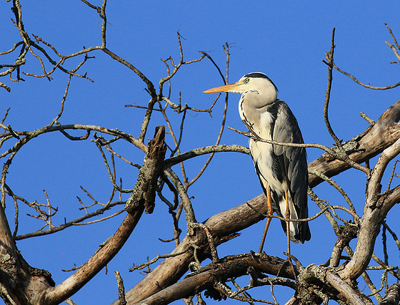 Grey heron - Londolozi game reserve